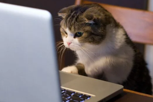 browsing